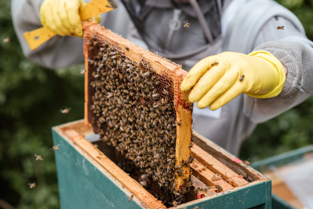 beekeeper holding a beehive tray full of bees and raw honey