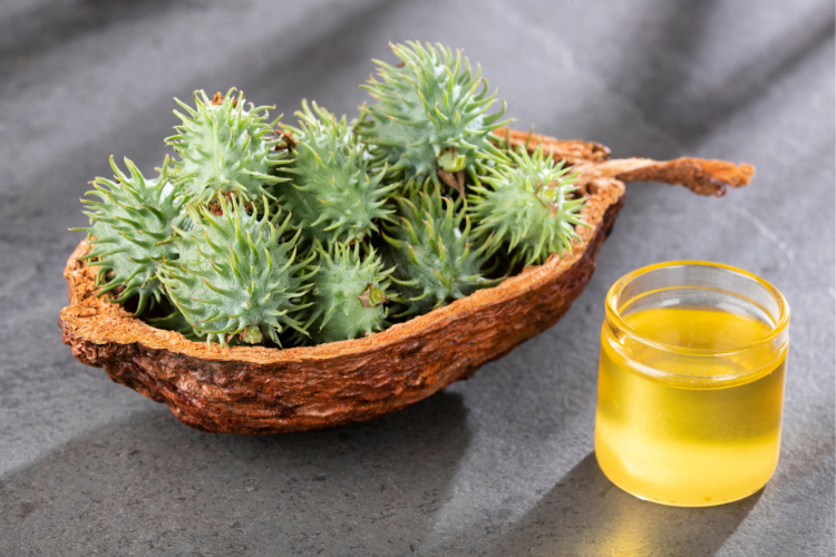 Castor plant's beans in a cup, next to a glass of hexane-free castor oil
