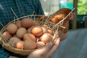 a farmer holding a chicken and a basket full of organic free-raised eggs