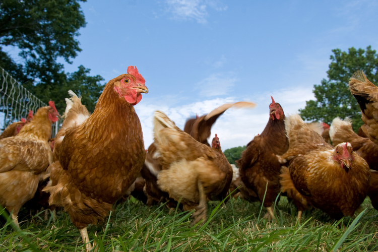 free-range and pastured--raised chickens in the wild