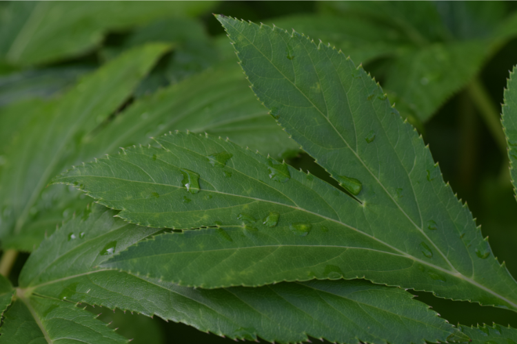 A close-up on fresh ashitaba leaves