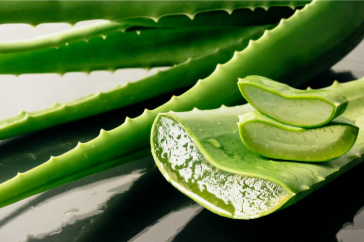 A closeup on an Aloe vera cut stem